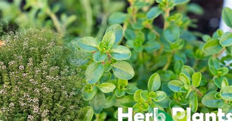 Thyme magical properties